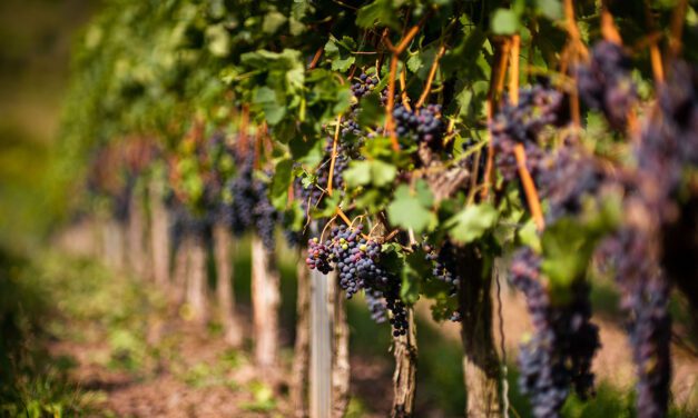 Swiss Grape Harvest in Autumn: A Tale of Tradition, Taste & Time