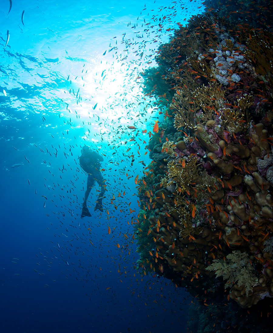 Diving at Vakkaru Maldives