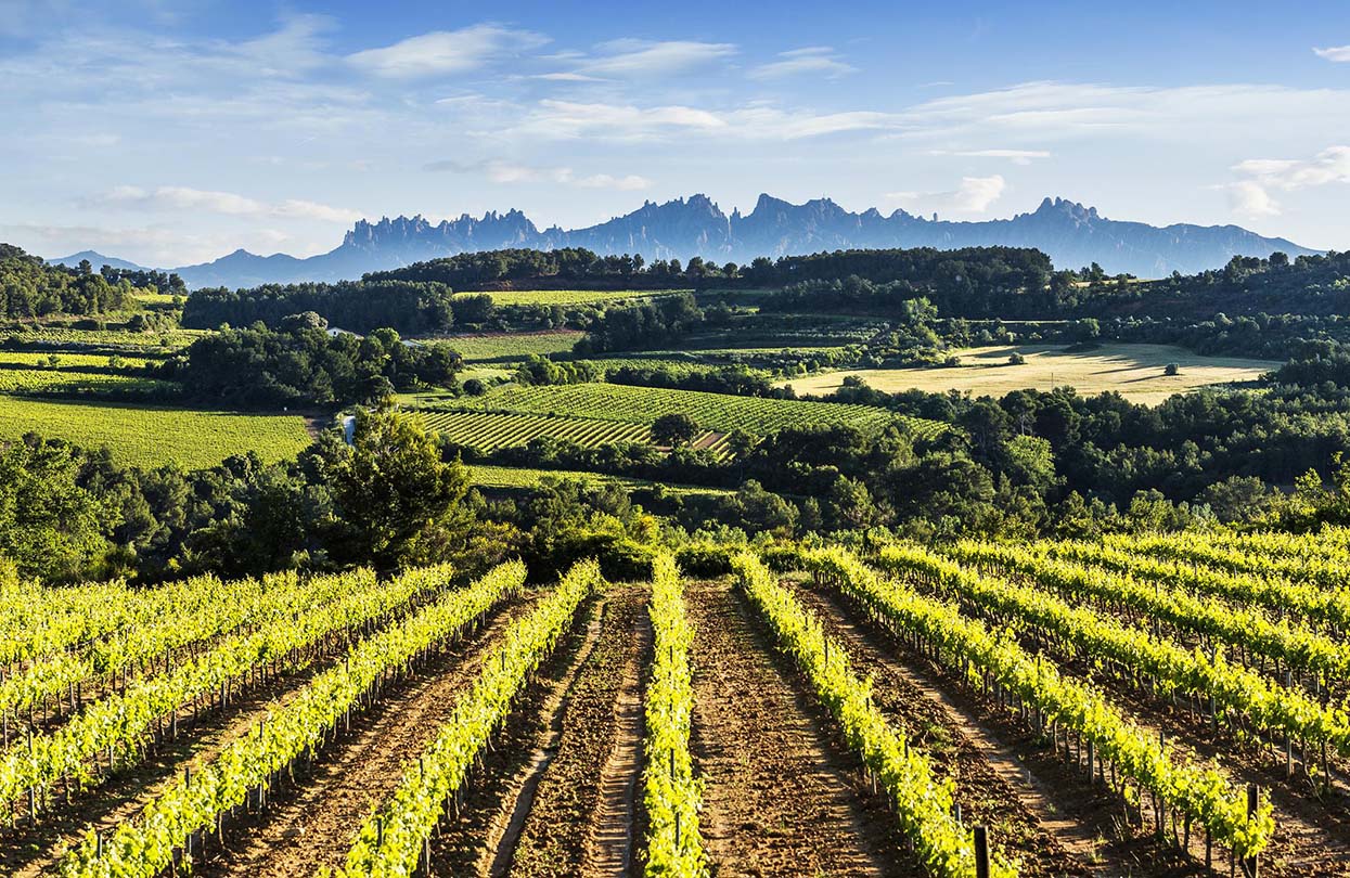 Sip, Savour, Repeat Why Missing Penedès is a Wine Lover's Biggest Regret