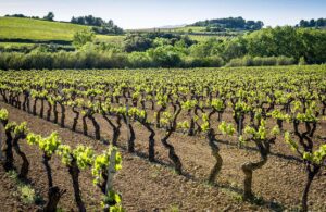 A boutique vineyard in Penedès