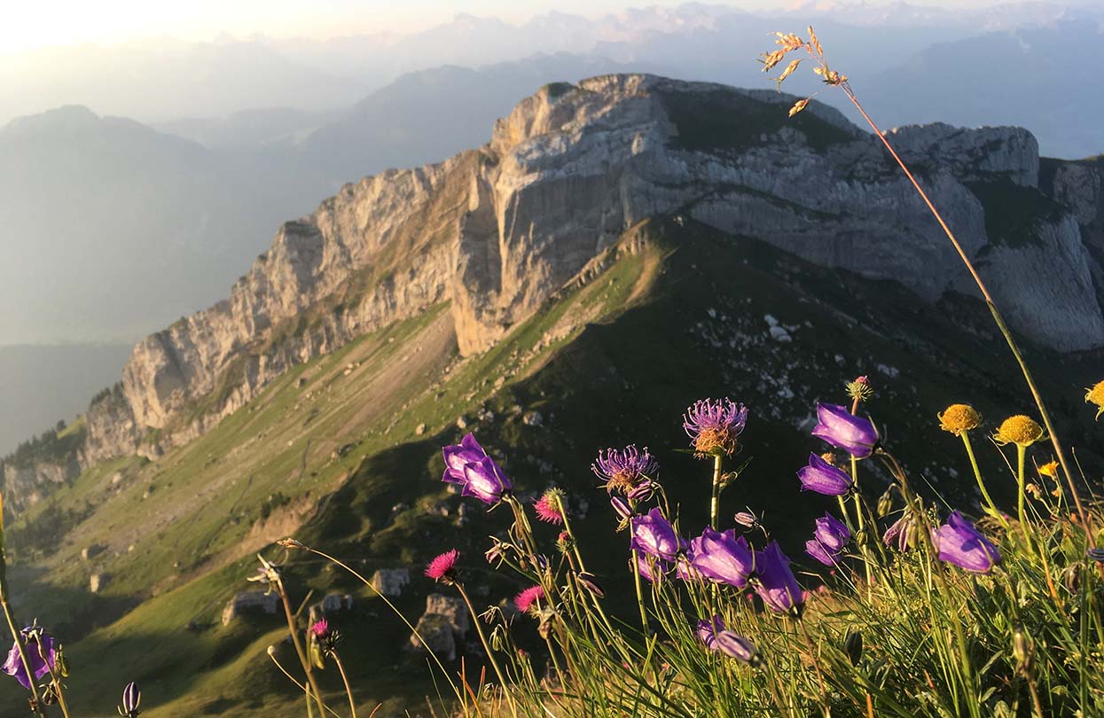 Flower Trail from Pilatus Kulm to Tomlishorn, copyright by Pilatus-Bahnen AG