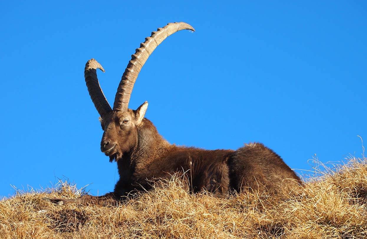 Watch for the elusive ibexes on the Flower Trail, copyright by Pilatus-Bahnen AG