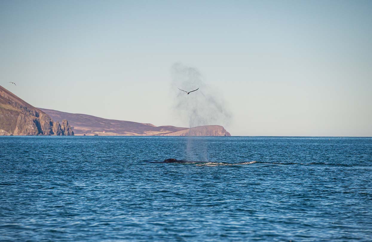 A humpback whale in Skjálfandi Bay, Image by Marmore, Shutterstock