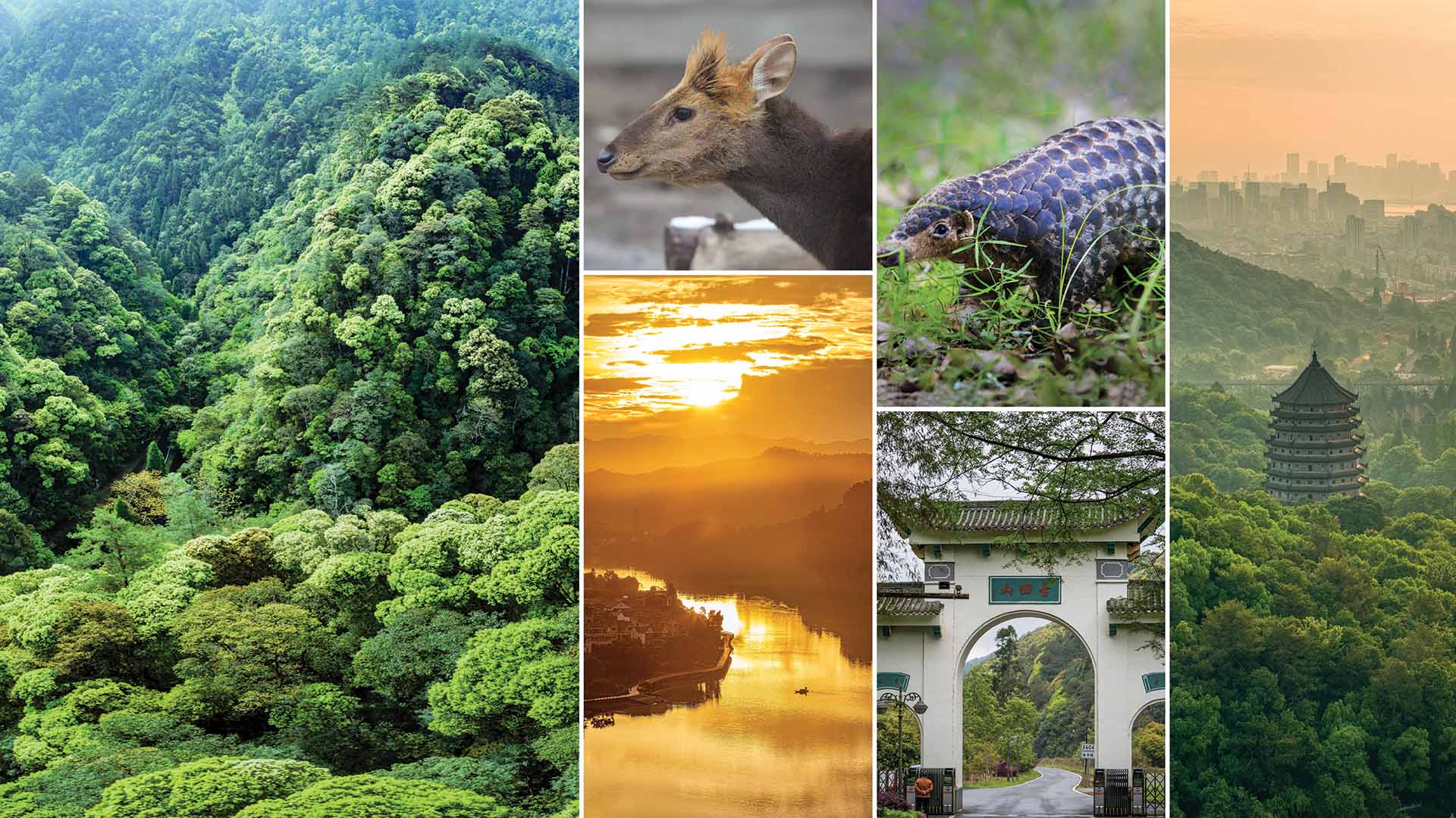 Qianjiangyuan China s Amazon Rainforest Perfect For Forest Bathing Qianjiangyuan China s Amazon Rainforest Perfect For Forest Bathing