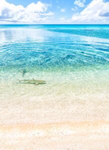 The pink sands of Rangiroa, image by lkpro, Shutterstock