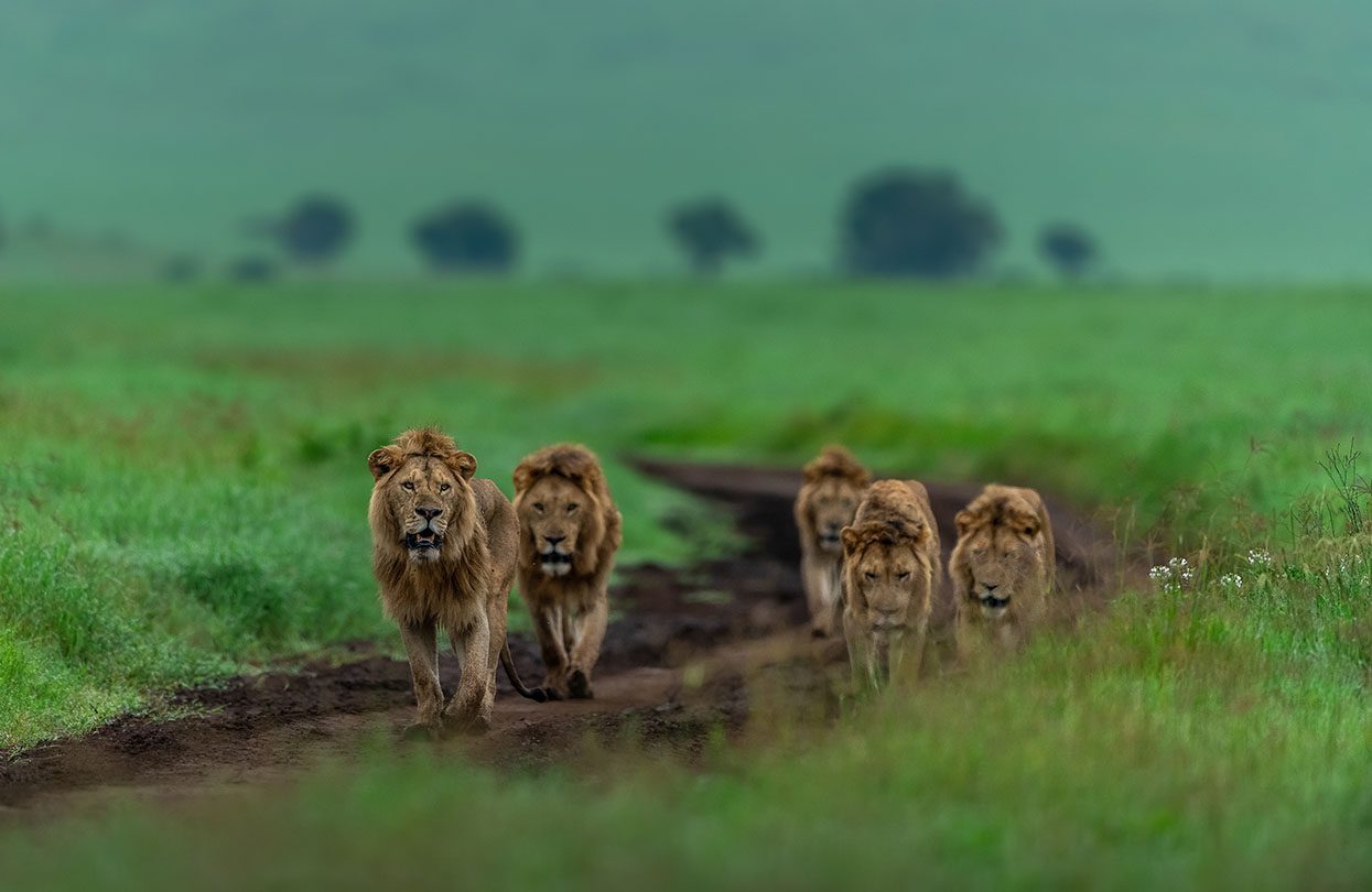 Lions patrolling their territory at Ngorongoro crater, Image by Som Moulick, Shutterstock
