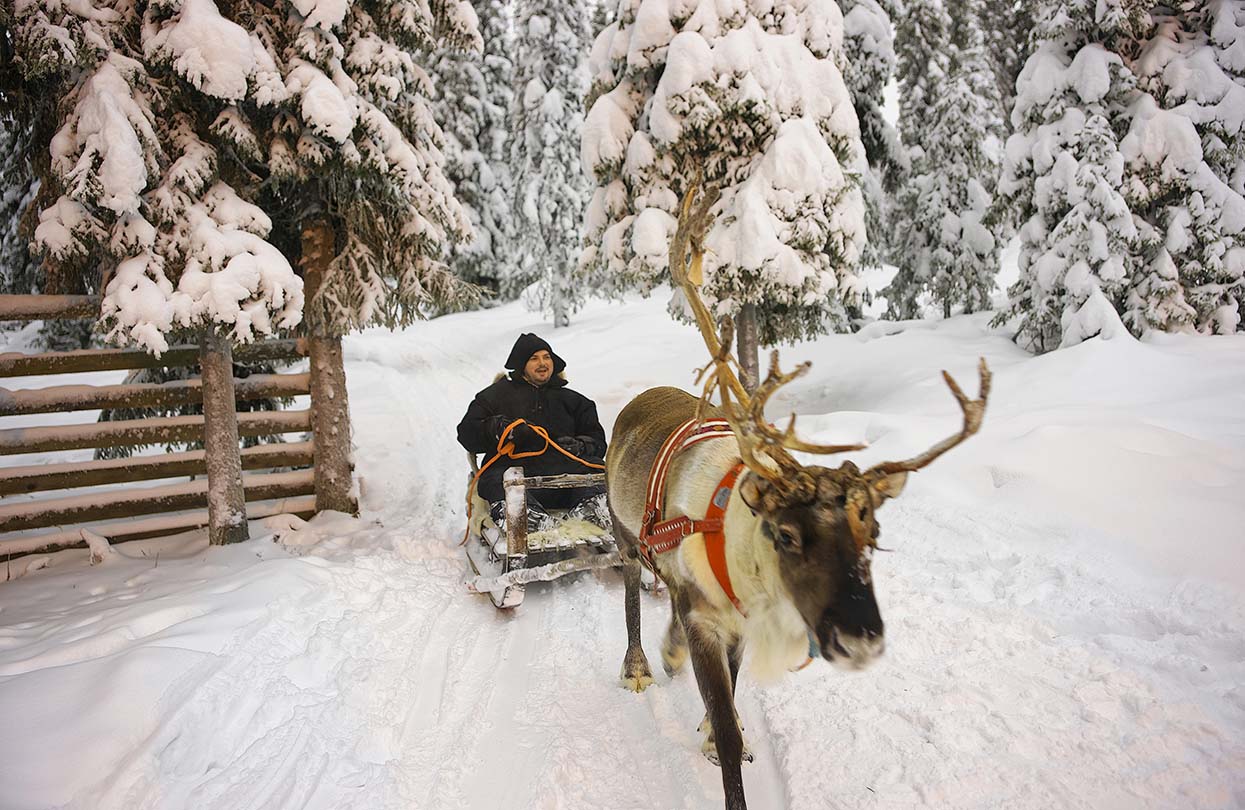 Winter Lapland Reindeer sled racing in Ruka, images by Roman Babakin, Shutterstock