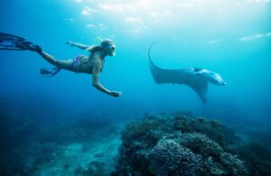 Snorkeling with rays, Image by CCISUL, Shutterstock