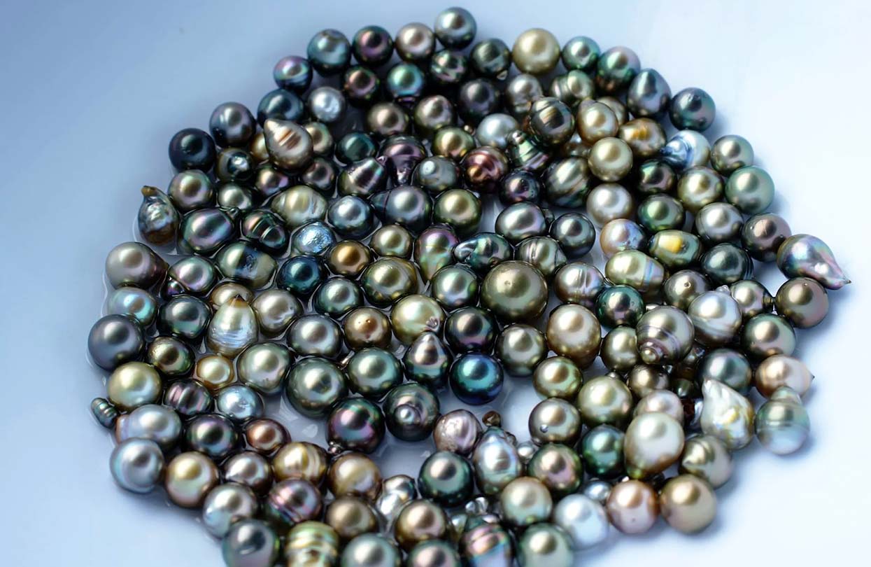 Colourful pearls after being harvested at Civa Fiji Pearls