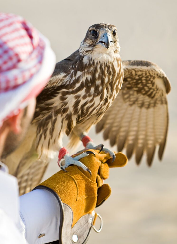 Falcons, Foxes & Firelight: A Luxury Desert Safari in Ras Al Khaimah