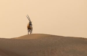 Arabian Oryx on a dune, image by Wirestock Creators, shutterstock