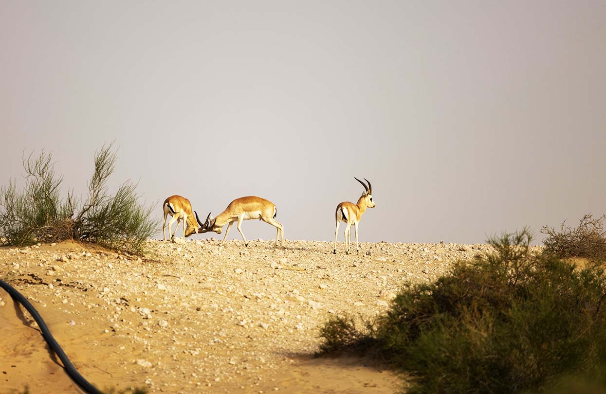 Arabian Sand Gazelle in natural habitat conservation area, image by Hyserb, shutterstock