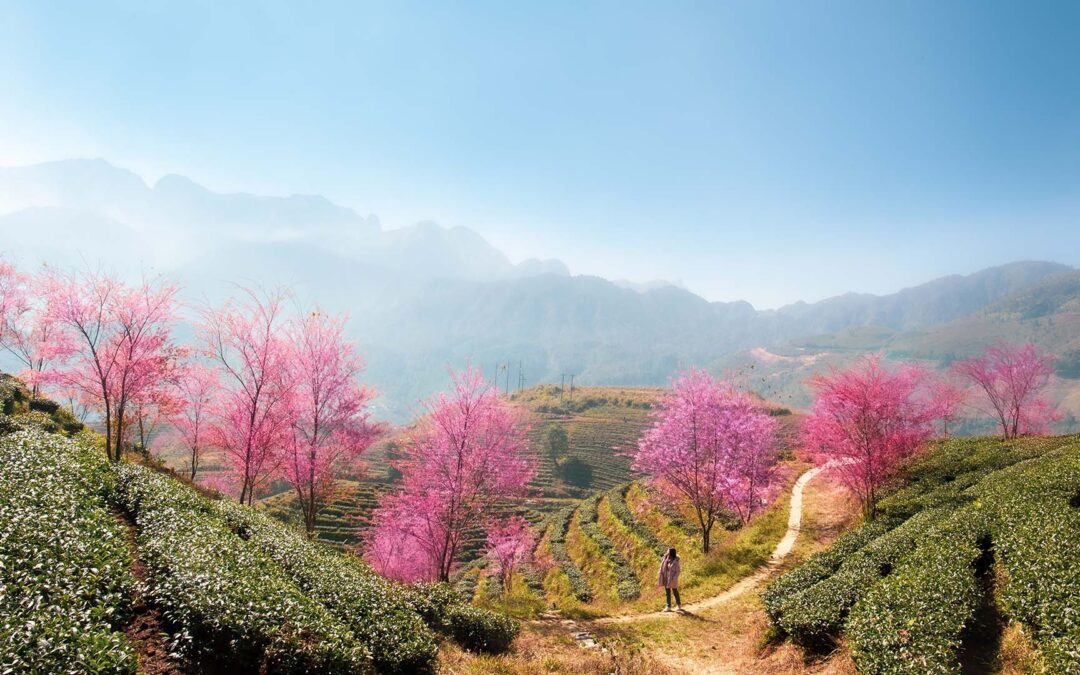 Vietnam’s Mountain Spa Enclaves: Sapa, for a Romantic Getaway