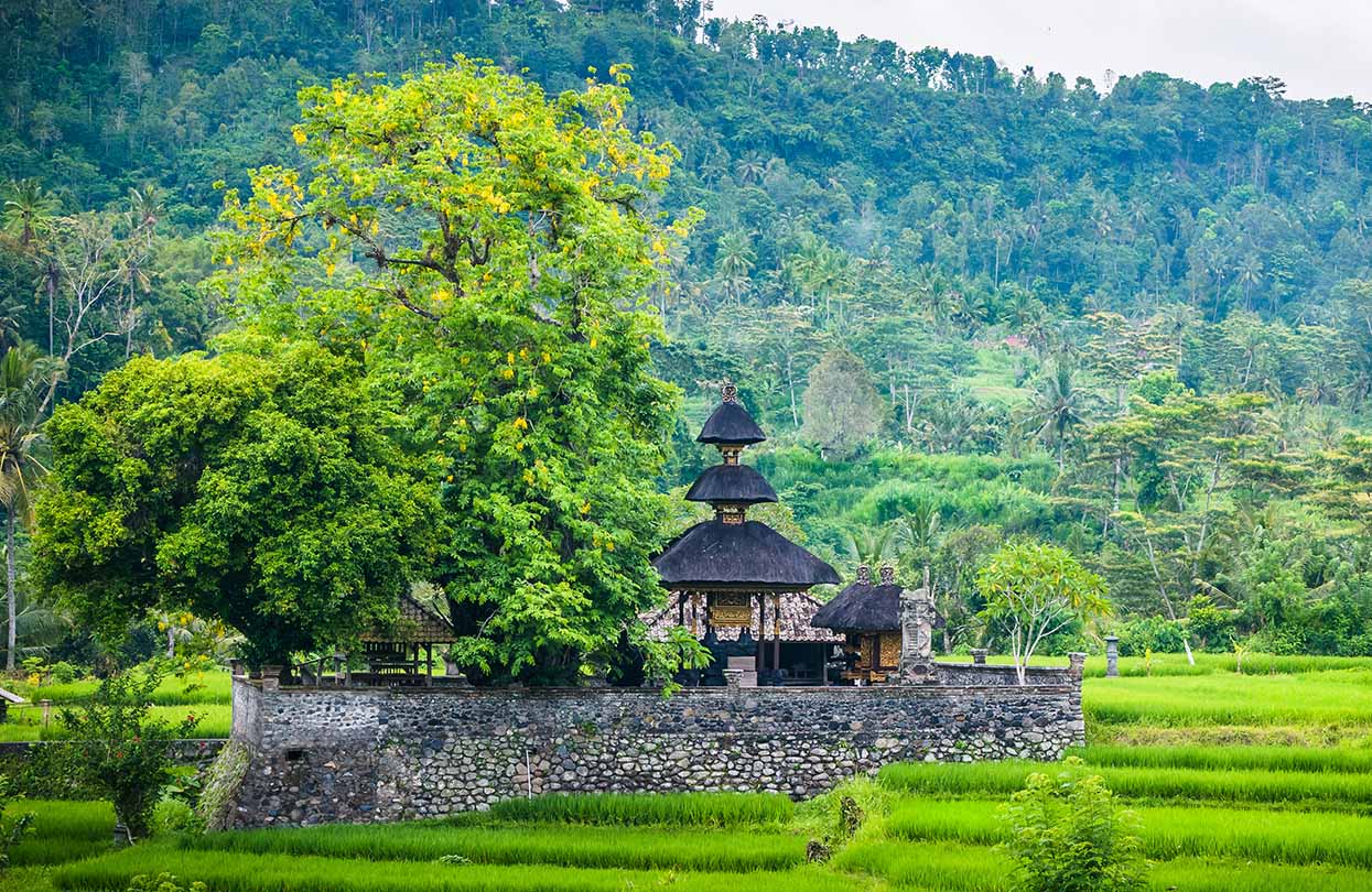 Rice tarrace in Sidemen, Igor Tichonow, image by Shutterstock