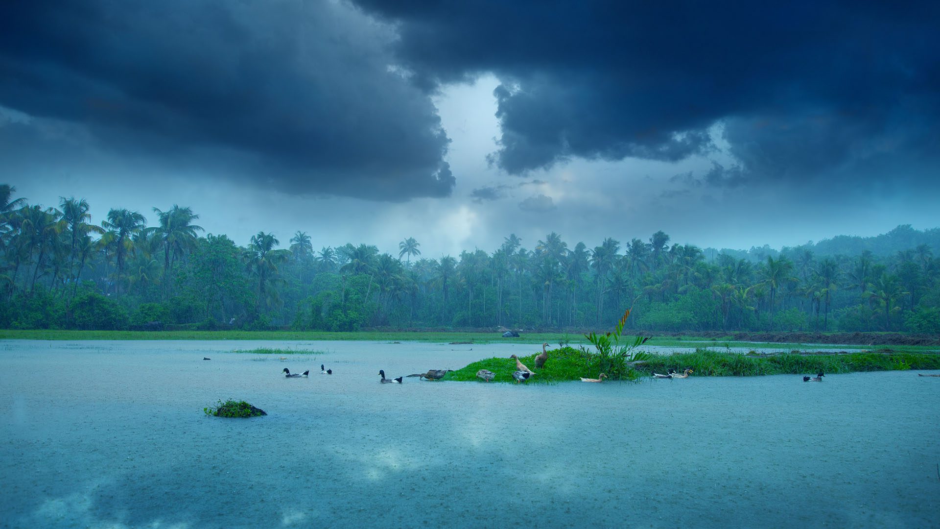 Monsoon rainfall hits Kerala, image by Milju varghese, Shutterstock