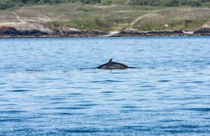 Minke whale surfacing in the coastal waters, image by K Hanley CHDPhoto, Shutterstock