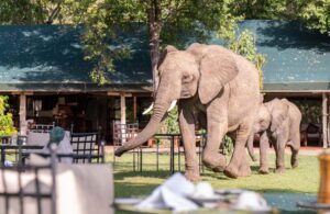 Governors' Camp Elephants in Camp
