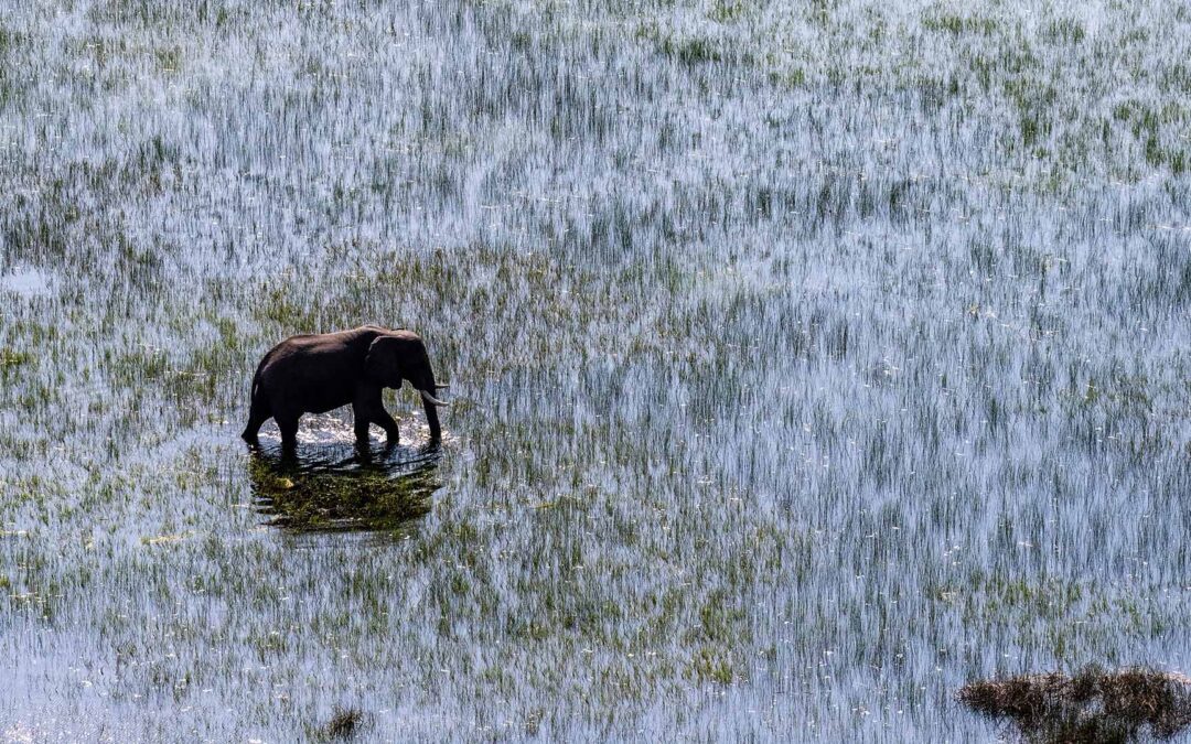 Okavango Delta Family Safari: The Elephant Nobody Planned