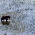 Okavango Delta Family Safari: The Elephant Nobody Planned