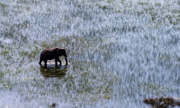 Okavango Delta Family Safari: The Elephant Nobody Planned