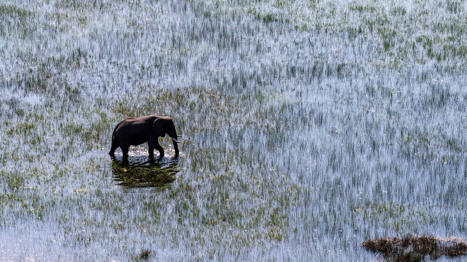 African Elephant wading through the shallow waters of the Okavango Delta in Botswana, Image by Goldilock Project, Shutterstock