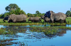 Elephants crossing the Okavango Delta in Botswana, Image by Kathleen Thomas-McCue, Shutterstock