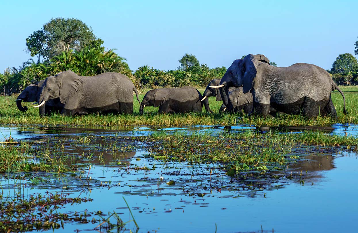 Elephants crossing the Okavango Delta in Botswana, Image by Kathleen Thomas-McCue, Shutterstock