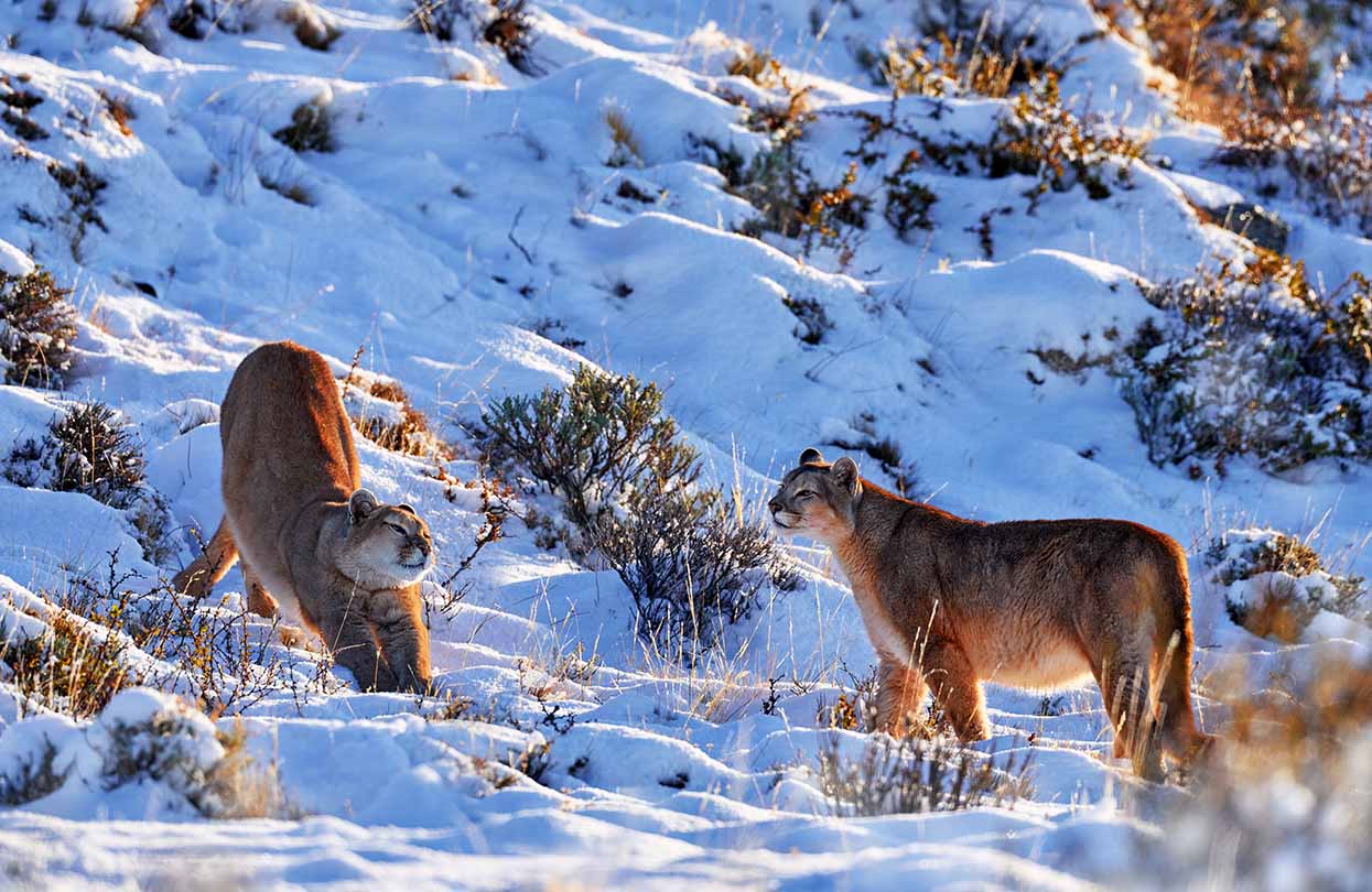 Puma, nature winter habitat with snow, Torres del Paine, Chile, image by Ondrej Prosicky, Shutterstock