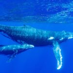 Swimming With Humpback Whales in Vava’u, Tonga