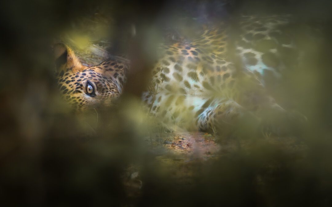 Sri Lanka Leopard Safari: The Luxury Camps Insiders Book