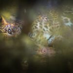 Sri Lanka Leopard Safari: The Luxury Camps Insiders Book